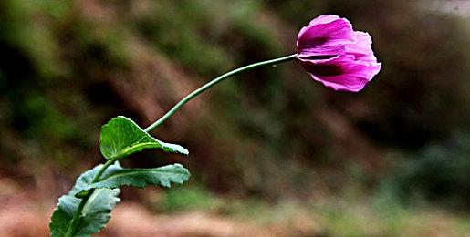 像素游戏《环世界》Steam版在澳大利亚被封禁下架